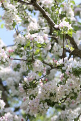 blüte