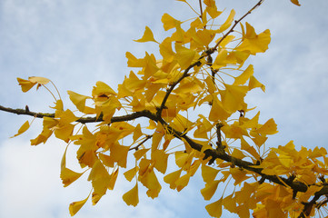 close-up_branch of a gingko tree with yellow leaves by jziprian