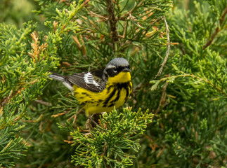 Magnolia Warbler