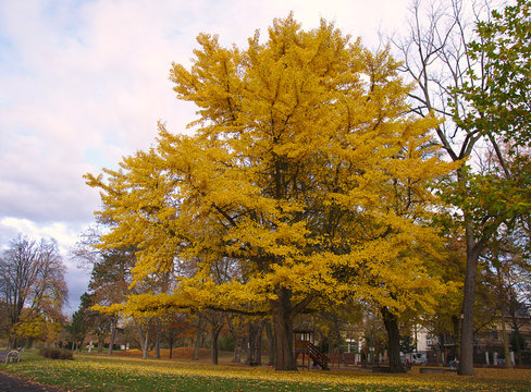 Yellow gingko tree in a park by jziprian