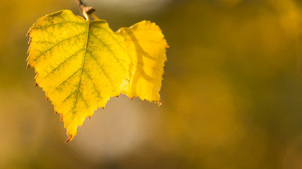 Dry autumn birch leaf on a branch in sunny day, macro shot