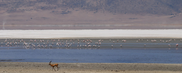 Antelope and group of flamingos in the waters of the Ngorongoro National Park in Tanzania, Africa. Panoramic landscape