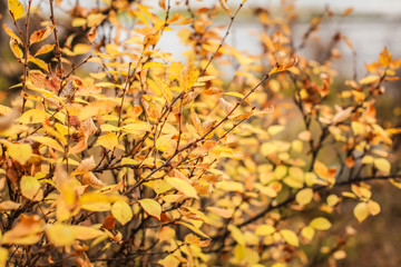 Nature autumn background with golden foliage in shallow depth of field.