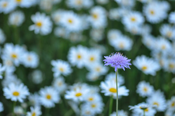 field scabious in the summer sun