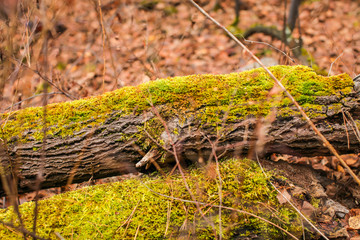 Fototapeta na wymiar Fallen tree in autumn. Green moss on a fallen tree. Seasonal nature background.