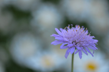 Obraz premium field scabious in the summer sun