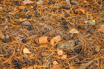 fall forest floor of pine needles, cones and dry barks of tree. Top view of dry forest litter in coniferous forest.