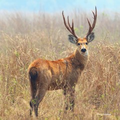 Cervo do Pantanal do Mato Grosso, Brasil. 