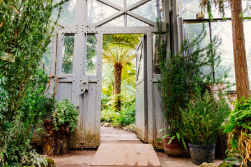 Fototapeta na wymiar Vintage steel and glass doorway in greenhouse with lush plants under glass ceiling.View of an old tropical greenhouse with evergreen plants, daylight, horizontal. Nature, botanical garden concept