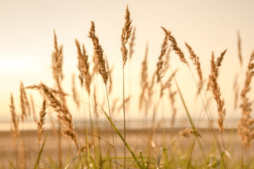 Selective soft focus of beach dry grass, reeds, stalks blowing in the wind at golden sunset light, horizontal, blurred sea on background, copy space. Nature, summer, grass concept
