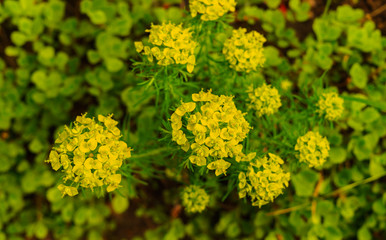 flowers with yellow flowers to decorate a garden flower bed