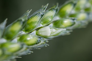 grain de blé qui grossit