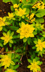 flowers with yellow flowers to decorate a garden flower bed