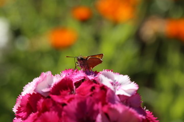 nature