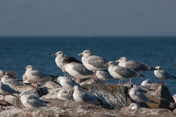 Möwe
