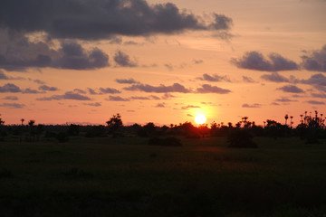 Fototapeta na wymiar View of sunset with tree silhouettes in Kwanza Sul, Angola