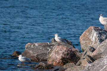 Möwe