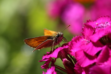 nature