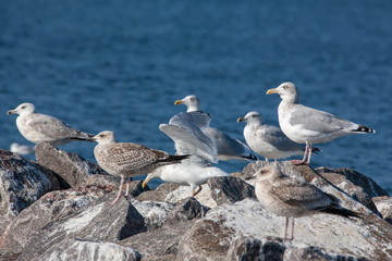 Möwe