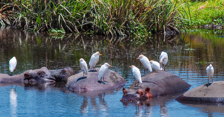 Hippos in a natural water pool in Ngorongoro National Park in Tanzania, Africa. Wildlife safari animals. African Hippopotamus