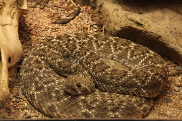 Coiled Rattle Snake