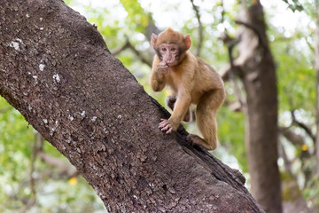 Fototapeta na wymiar Barbary Macaque Monkey sitting on ground in the cedar forest, Azrou, Morocco in Africa