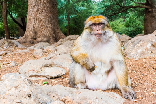 Barbary Macaque Monkey sitting on ground in the cedar forest, Azrou, Morocco in Africa