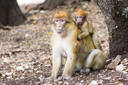 Barbary Macaque Monkey sitting on ground in the cedar forest, Azrou, Morocco in Africa