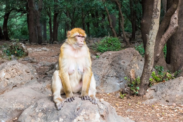 Barbary Macaque Monkey sitting on ground in the cedar forest, Azrou, Morocco in Africa