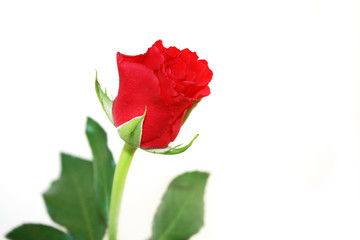 Obraz premium Red rose white background 