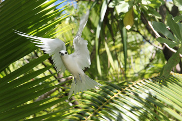 Sternes blancs des Tuamotu