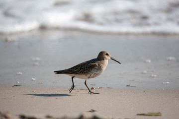 Alpenstrandläufer