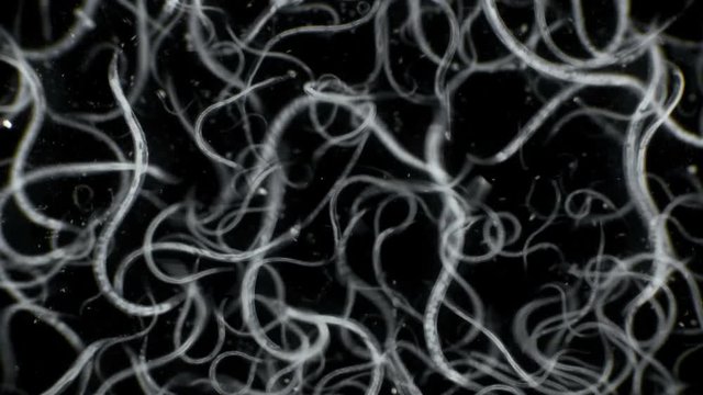 nematode worm colony