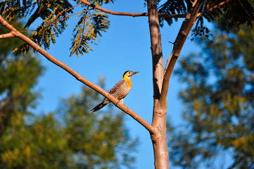 bird on branch
