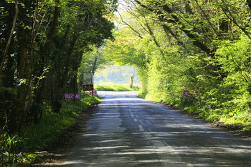 Obraz premium Tunnel in the trees 