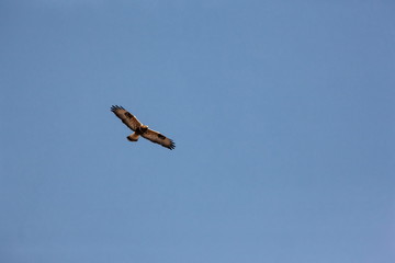 Rauhfussbussard