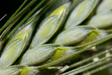tritordeum épi macro