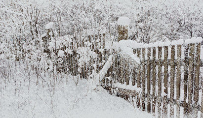 fence in the snow an old wooden snowfall holiday winter landscape with thin bushes of trees in the snow
