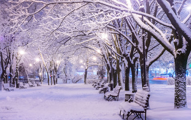 Amazing winter night landscape of snow covered bench among snowy trees and shining lights during...