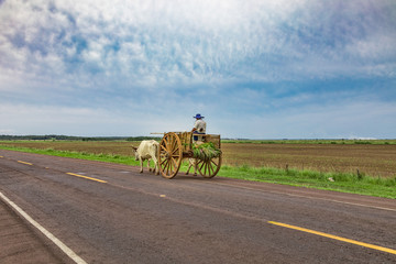 A local Paraguayan transports sugarcane with his ox cart. © zaschnaus