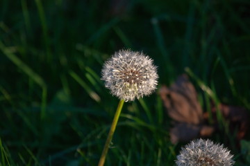 Pusteblume Löwenzahn