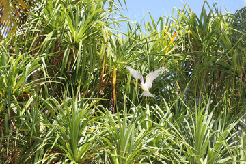 Sternes blancs des Tuamotu