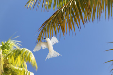 Sternes blancs des Tuamotu