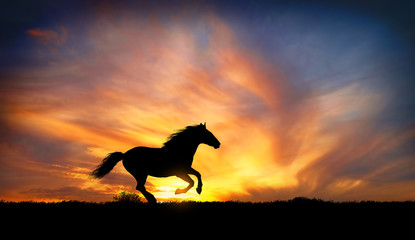 black horse runs gallop © ginettigino
