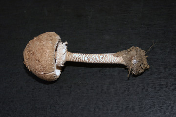 parasol mushroom fungus on the table for dmonstrations