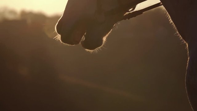 Muzzle horse closeup at sunset. Slow motion. Close up