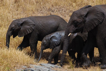 Family of wet African elephants walking in a filed in Tanzania, Africa. Baby elephant in the middle