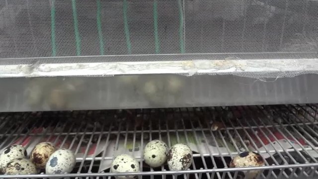 huevos de codorniz