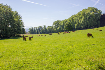 Obraz premium prairie paturée