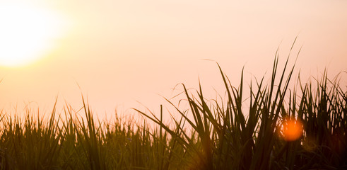 Sunset over sugar cane field.